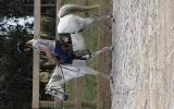 Registered Aust Riding Pony on HorseYard.com.au (thumbnail)