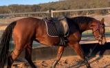 Stunning Anglo Filly  on HorseYard.com.au (thumbnail)