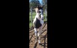 Black and white colt on HorseYard.com.au (thumbnail)