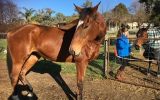 Bay thoroughbred mare on HorseYard.com.au (thumbnail)