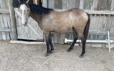 Grey Qh filly on HorseYard.com.au (thumbnail)