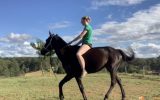 Stock horse Gelding on HorseYard.com.au (thumbnail)