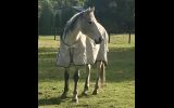 Thoroughbred  on HorseYard.com.au (thumbnail)