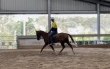 Alrounder stock horse x arab on HorseYard.com.au (thumbnail)