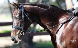 Beautiful Competitive HRCAV or Show or Dressage Mount  on HorseYard.com.au (thumbnail)