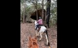 Gypsy Cob/Clydesdale  on HorseYard.com.au (thumbnail)
