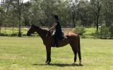 Bay TB Showjumper on HorseYard.com.au (thumbnail)