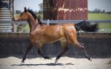 Stunning Anglo Filly  on HorseYard.com.au (thumbnail)