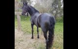 Reg Black show Pony on HorseYard.com.au (thumbnail)
