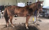 Solid reg paint mare on HorseYard.com.au (thumbnail)