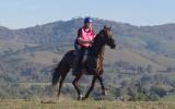 standardbred gelding on HorseYard.com.au (thumbnail)