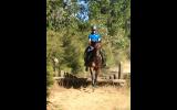 Talented, athletic mare on HorseYard.com.au (thumbnail)