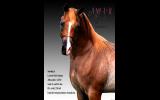 Stunning Arabian Show/Breeding colt on HorseYard.com.au (thumbnail)