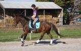 'Final Arrow' - 16hh, rising 6yo TB Gelding on HorseYard.com.au (thumbnail)