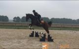 'Final Arrow' - 16hh, rising 6yo TB Gelding on HorseYard.com.au (thumbnail)