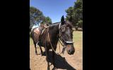 Ash Gelding on HorseYard.com.au (thumbnail)