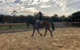 Quiet Warmblood Mare - Breed or Ride on HorseYard.com.au (thumbnail)