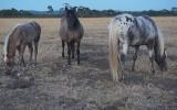 Silver grulla gelding on HorseYard.com.au (thumbnail)