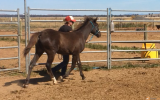 Spotted Pony Gelding on HorseYard.com.au (thumbnail)