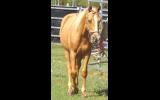 SUPER QUIET YEARLING QH GELDING FOR SALE on HorseYard.com.au (thumbnail)