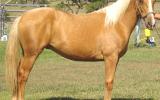 SUPER QUIET YEARLING QH GELDING FOR SALE on HorseYard.com.au (thumbnail)