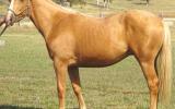 SUPER QUIET YEARLING QH GELDING FOR SALE on HorseYard.com.au (thumbnail)