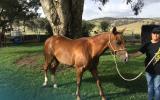 Quarter horse mare on HorseYard.com.au (thumbnail)