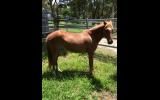 Companion pony on HorseYard.com.au (thumbnail)