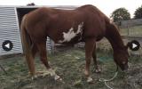 Paint “just shameless” bloodlines mare on HorseYard.com.au (thumbnail)