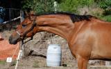 Exquisite Broodmare and Foal at Foot on HorseYard.com.au (thumbnail)