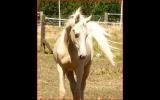 Champagne Arabian derivative yearling gelding on HorseYard.com.au (thumbnail)