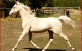 Champagne Arabian derivative yearling gelding on HorseYard.com.au (thumbnail)