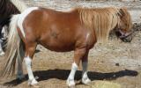 4 Shetland bred geldings $350.00 each on HorseYard.com.au (thumbnail)