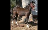 ASH REGISTERED YEARLINGS - 4x filly 2x Colt Australian Stock Horse All Hardrock 2017 Foals on HorseYard.com.au (thumbnail)