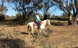 Very quiet beginners Welsh x, done pony club. on HorseYard.com.au (thumbnail)