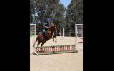 Performance Pony 12.1hh 5yo on HorseYard.com.au (thumbnail)