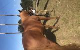 Chestnut mare on HorseYard.com.au (thumbnail)