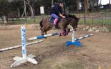 Project pony  on HorseYard.com.au (thumbnail)
