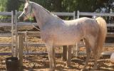 Purebred grey Arab brood mare on HorseYard.com.au (thumbnail)