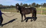 Sweet gelding on HorseYard.com.au (thumbnail)