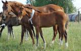German Riding Pony Filly on HorseYard.com.au (thumbnail)