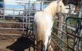 ** Gandalf **  Beautiful Half Draught Horse Stallion  on HorseYard.com.au (thumbnail)