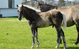 Black silver dapple taffy colt on HorseYard.com.au (thumbnail)