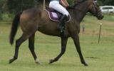 Talented Gentleman - Compete or Pleasure on HorseYard.com.au (thumbnail)