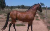 Welsh B Stallion - Registered and Proven Sire - Impeccable Breeding on HorseYard.com.au (thumbnail)