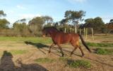 Welsh B Stallion - Registered and Proven Sire - Impeccable Breeding on HorseYard.com.au (thumbnail)