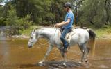 Purebred Gelding 6 yr old 15hh Show Quality on HorseYard.com.au (thumbnail)