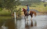 Pure Crabbet Arabian Stallion on HorseYard.com.au (thumbnail)