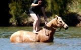 Quiet Golden Palomino QH Mare + VIDEO on HorseYard.com.au (thumbnail)