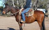 Hard Working Stock Horse Gelding + VIDEO++ on HorseYard.com.au (thumbnail)